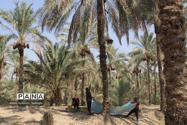 برداشت خرما از نخلستان‌های آب پخش