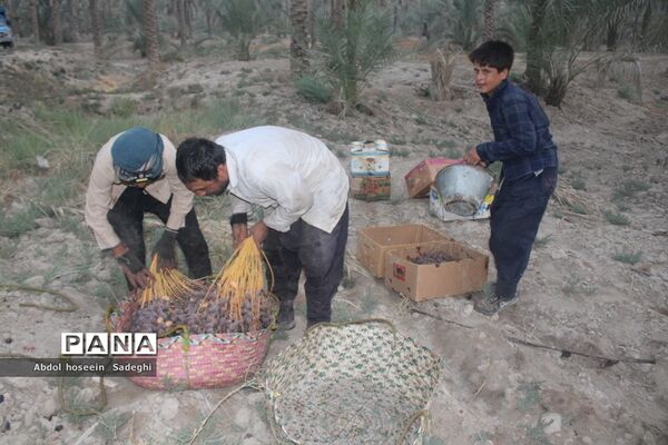 برداشت خرما از نخلستان‌های آب پخش