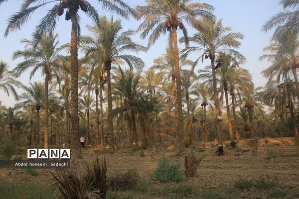 برداشت خرما از نخلستان‌های آب پخش