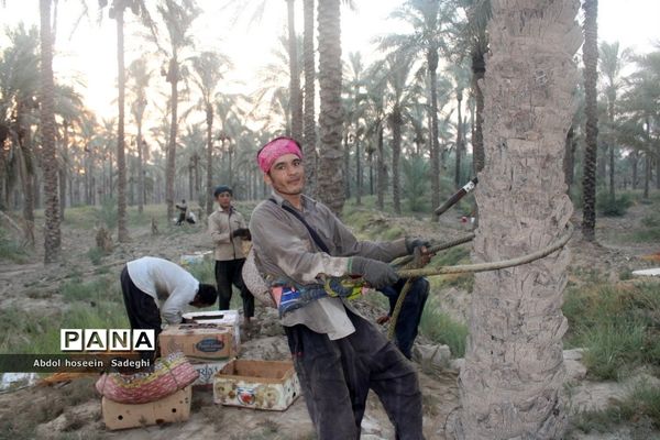 برداشت خرما از نخلستان‌های آب پخش