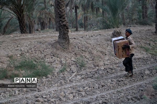 برداشت خرما از نخلستان‌های آب پخش