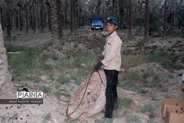برداشت خرما از نخلستان‌های آب پخش