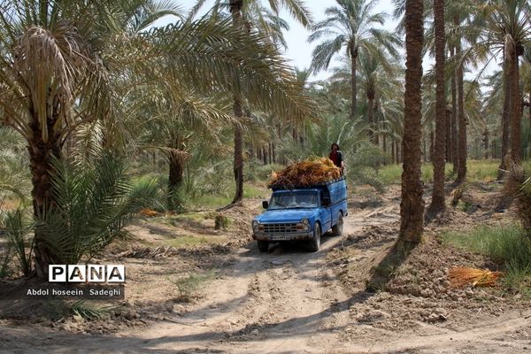 برداشت خرما از نخلستان‌های آب پخش