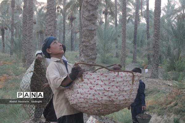 برداشت خرما از نخلستان‌های آب پخش