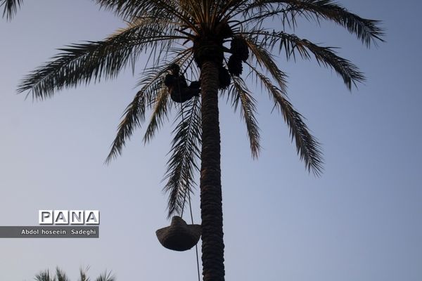 برداشت خرما از نخلستان‌های آب پخش