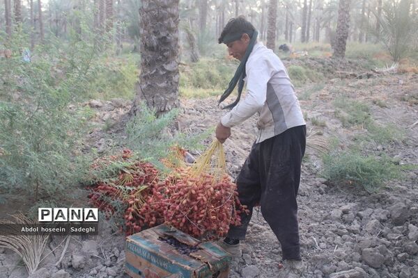 برداشت خرما از نخلستان‌های آب پخش