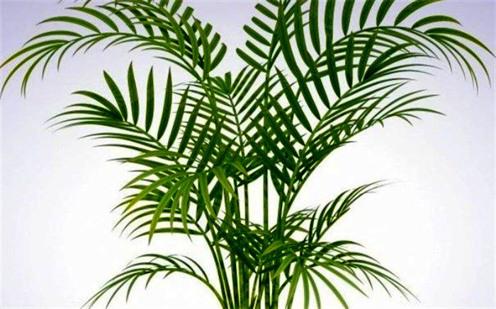 چطور گیاه نخل اریکا را در خانه پرورش دهیم؟