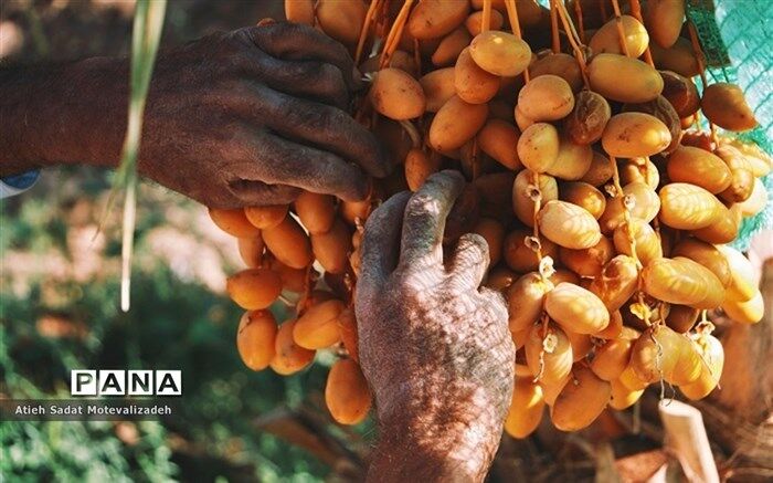فواید مصرف روزانه خرما