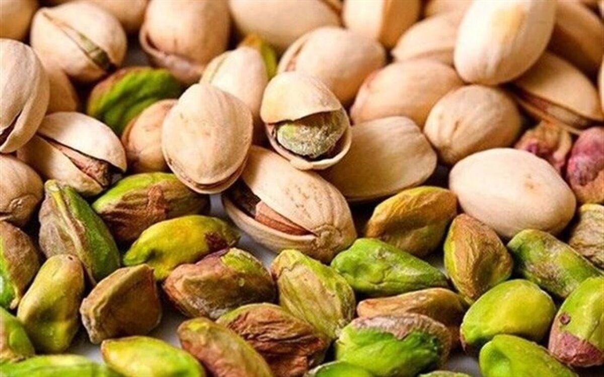 بیش از ۲۲۰ تُن پسته خشک در کاشمر برداشت می‌شود