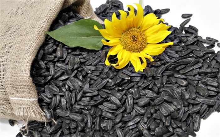 تخمه آفتابگردان و عوارض مصرف بیش ‌از حد آن برای سلامتی