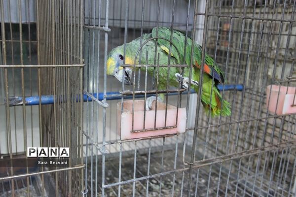 باغ پرندگان شهر مشهد
