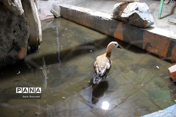 باغ پرندگان شهر مشهد