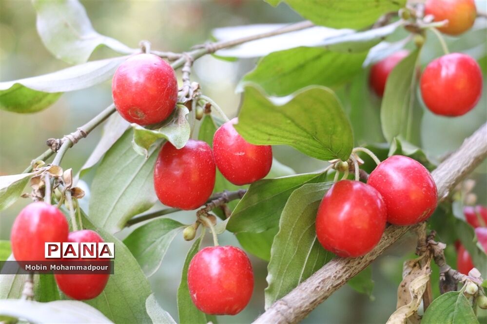 یاقوت ناب کلیبر از تولید تا فرآوری