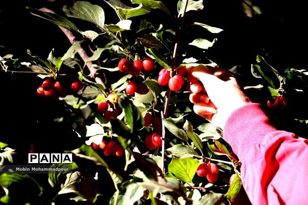 یاقوت ناب کلیبر از تولید تا فرآوری