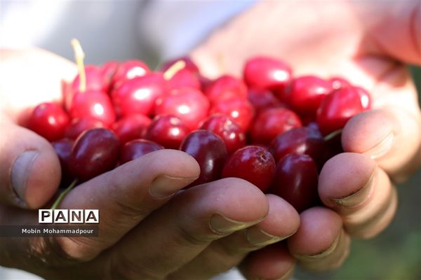 یاقوت ناب کلیبر از تولید تا فرآوری