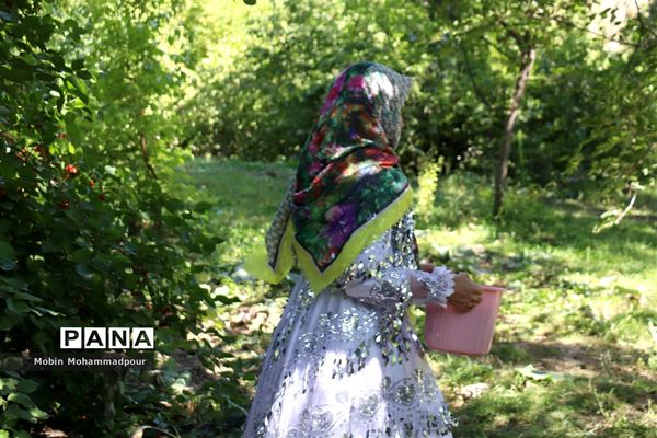 یاقوت ناب کلیبر از تولید تا فرآوری