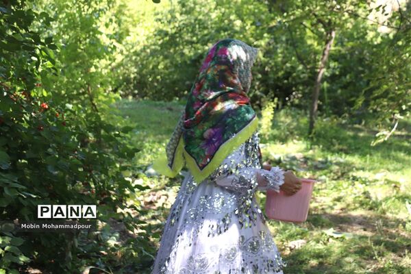 یاقوت ناب کلیبر از تولید تا فرآوری