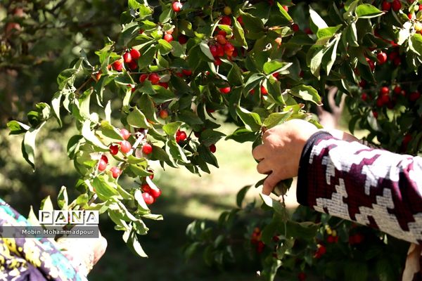 یاقوت ناب کلیبر از تولید تا فرآوری