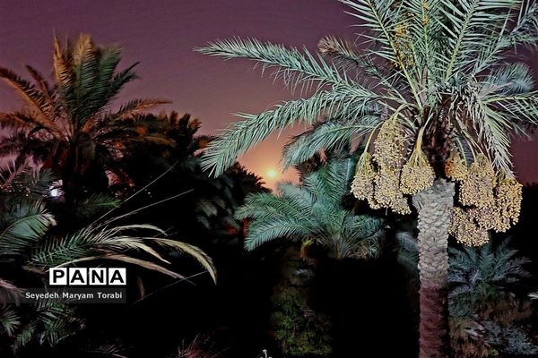 در مسیر بهشت، از مرز تا نجف