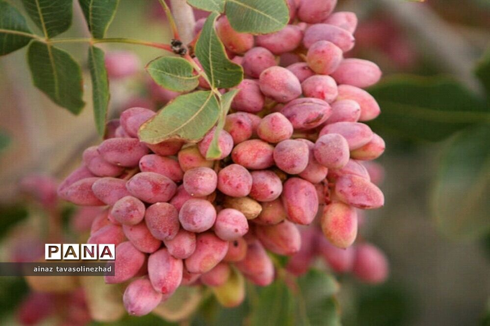 ۱۰ هزار میلیارد تومان اعتبار برای باغات پسته خسارت‌دیده از سرمازدگی
