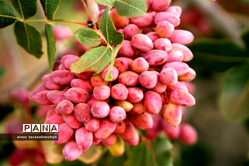 ۱۰ هزار میلیارد تومان اعتبار برای باغات پسته خسارت‌دیده از سرمازدگی