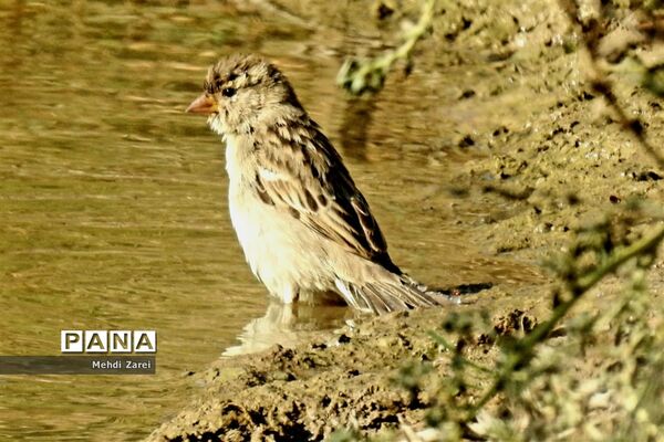 طبیعت زیبای بند ریگ فراشبند
