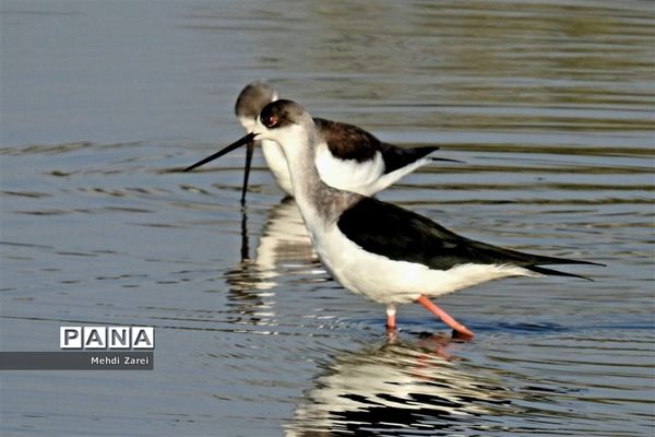 طبیعت زیبای بند ریگ فراشبند