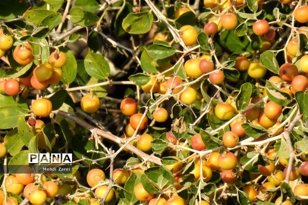 طبیعت زیبای بند ریگ فراشبند