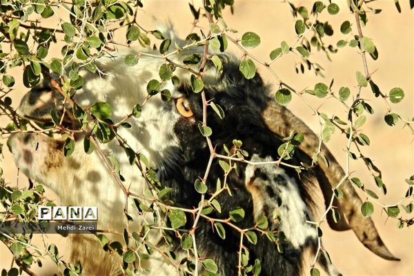 طبیعت زیبای بند ریگ فراشبند