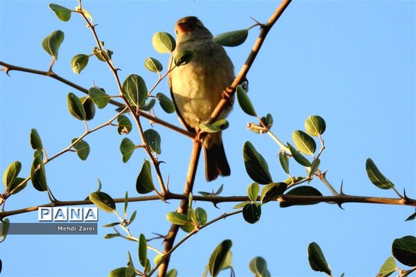 طبیعت زیبای بند ریگ فراشبند