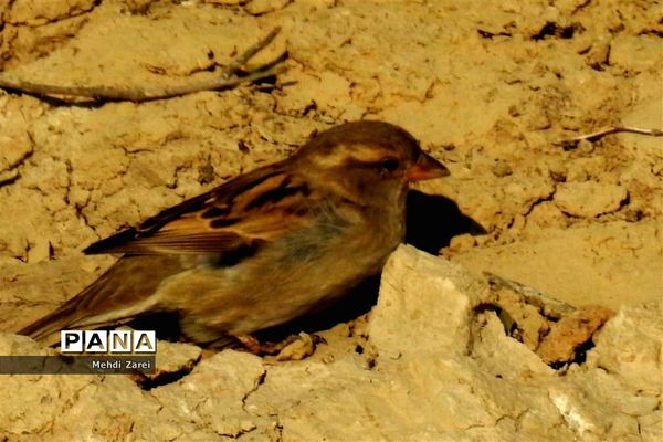 طبیعت زیبای بند ریگ فراشبند