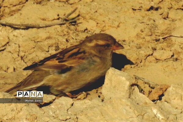 طبیعت زیبای بند ریگ فراشبند