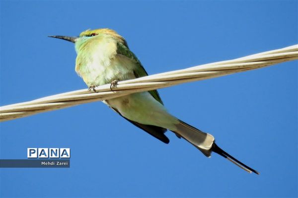 طبیعت زیبای بند ریگ فراشبند