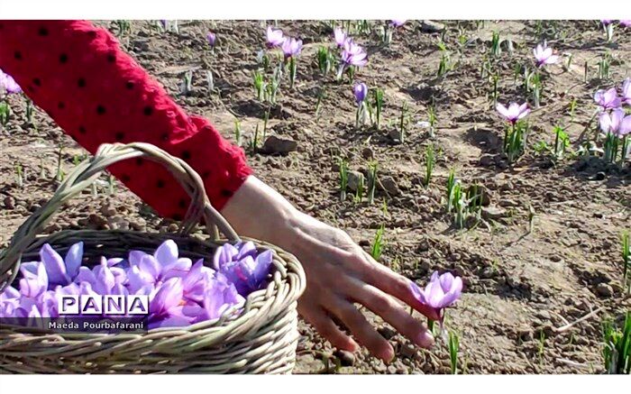 ۴۵ هکتار از زمین‌های کشاورزی نایین زیر کشت زعفران است