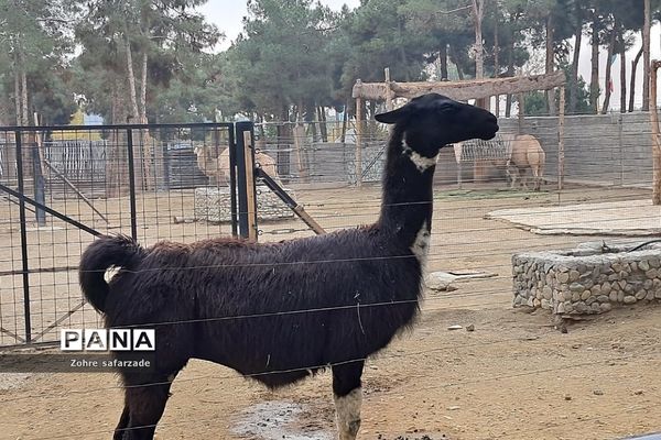 باغ وحش ارم در یک روز تعطیل  پاییزی