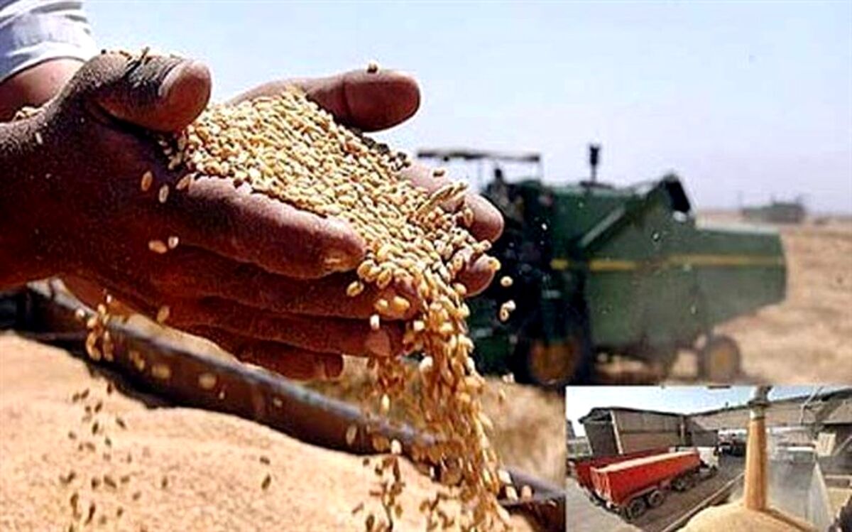 هدف کشت قراردادی گندم، خوداتکایی در تولید و حمایت از کشاورزان است