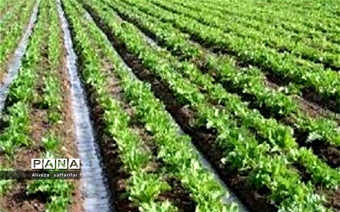 پیش‌بینی تولید بیش از ۲۷ میلیون تن سبزی و صیفی در کشور