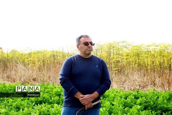 بازدید از مزرعه کرفس شهر جوادآباد