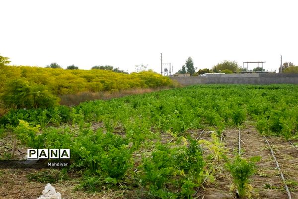 بازدید از مزرعه کرفس شهر جوادآباد