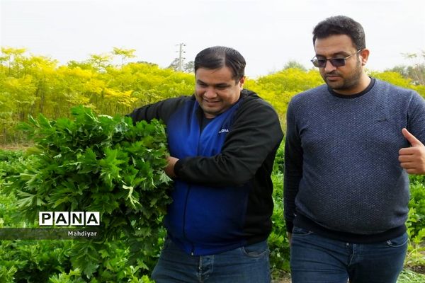 بازدید از مزرعه کرفس شهر جوادآباد