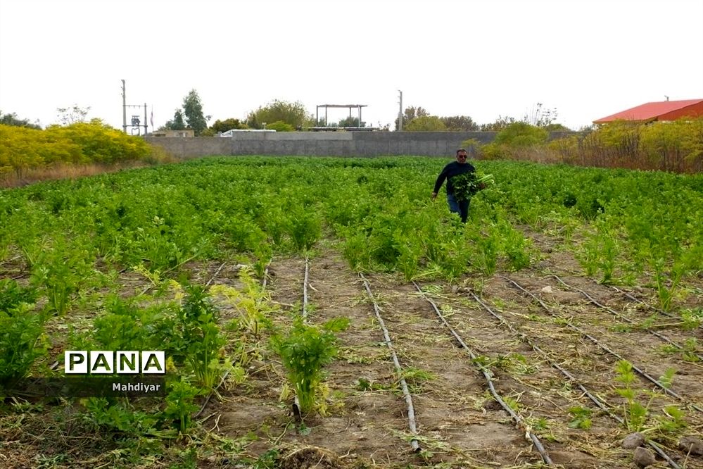 بازدید از مزرعه کرفس شهر جوادآباد