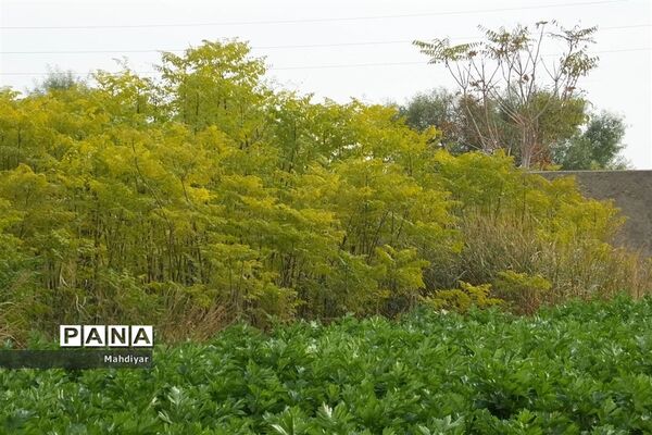 بازدید از مزرعه کرفس شهر جوادآباد