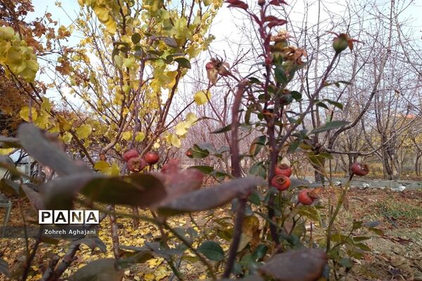 آخرین روزهای پاییزی در روستای بیدهند قم
