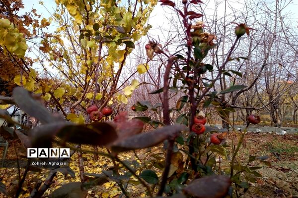 آخرین روزهای پاییزی در روستای بیدهند قم