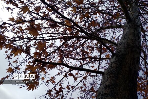 آخرین روزهای پاییزی در روستای بیدهند قم