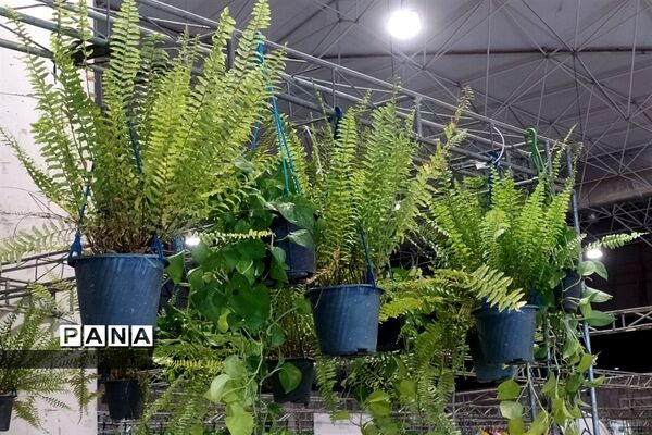 نمایشگاه یلدایی گل و گیاه و صنایع دستی در قم