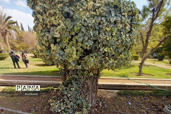 آشنایی‌ با باغ ارم شیراز