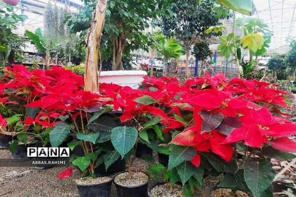گلخانه‌های شهرستان  پاکدشت