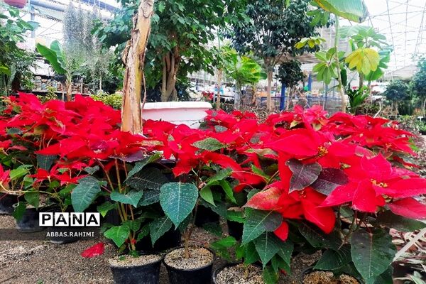 گلخانه‌های شهرستان  پاکدشت