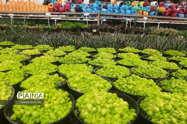 گلخانه‌های شهرستان  پاکدشت